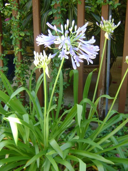 Agapanthus