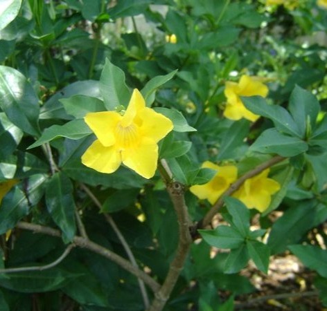 Allamanda Bush