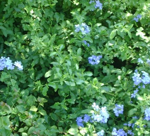 Blue Plumbago