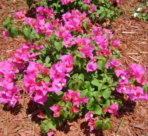 Bougainvillea Dwarf