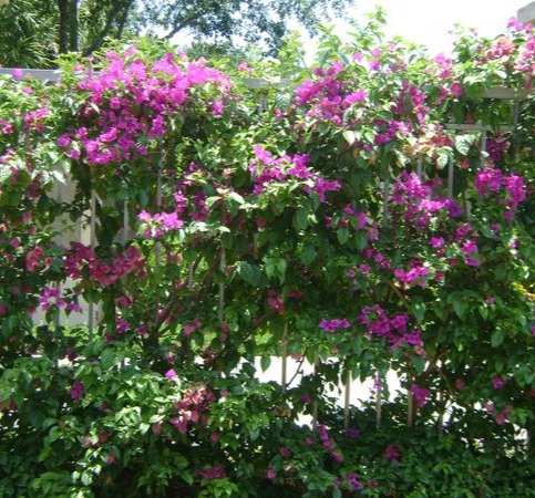 Bougainvillea Purple Vine