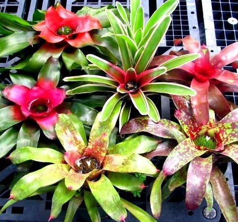 Bromeliad Assorted