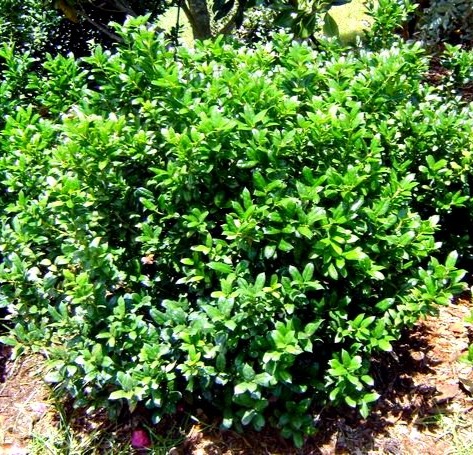 Burfordi Holly Dwarf