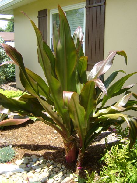 Crinum Lily Queen Emma