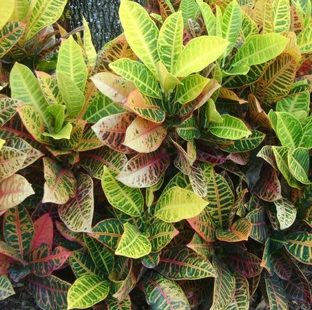 Croton Petra