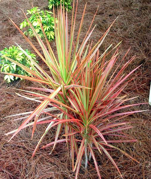 Dracaena Marginata Tri-Color