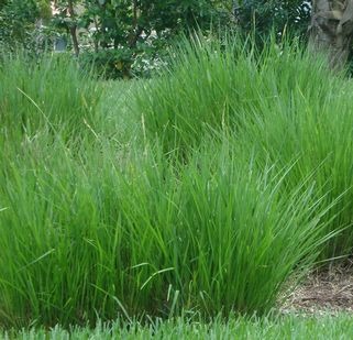 Fakahatchee Grass Dwarf