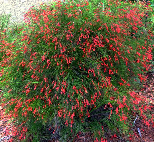 Firecracker Plant