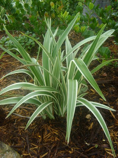 Flax Lily