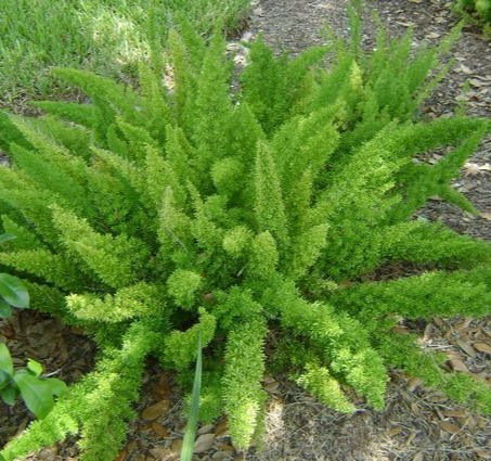 Foxtail Fern