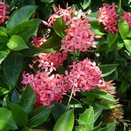 Ixora Nora Grant