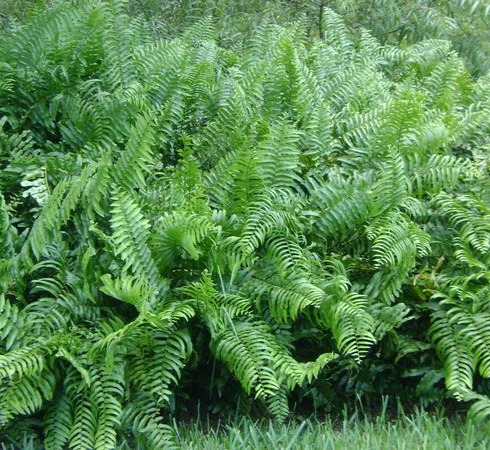 Macho Fern