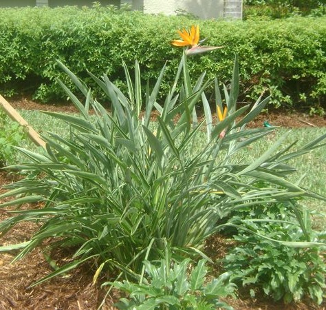 Orange Bird of Paradise