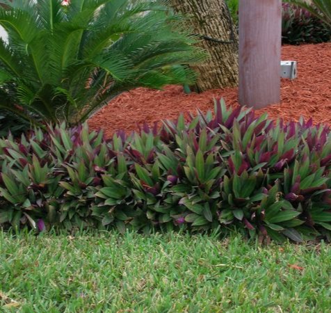 Oyster Plant Dwarf