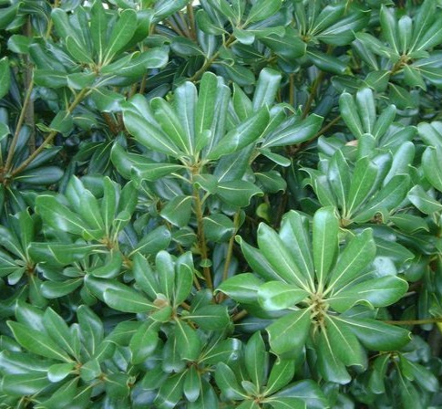 Pittosporum Green