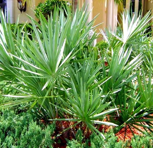 Silver Saw Palmetto