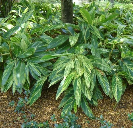 Variegated Shell Ginger