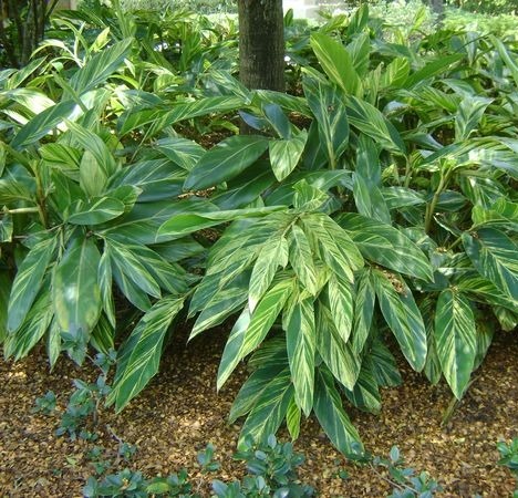 Variegated Shell Ginger