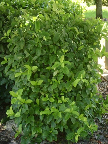 Viburnum Odoratissimum