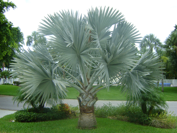 Bismark Palm