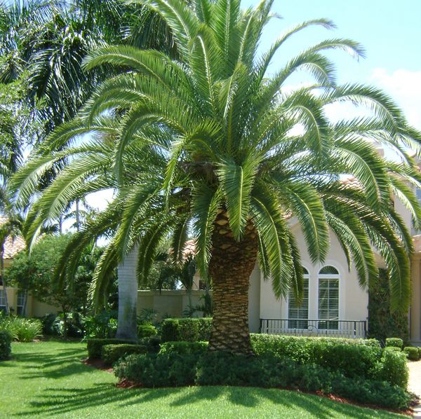 Canary Island Date Palm