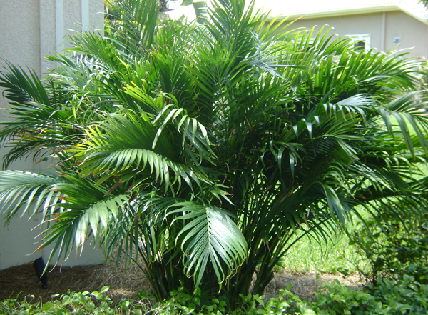 Cat Palm