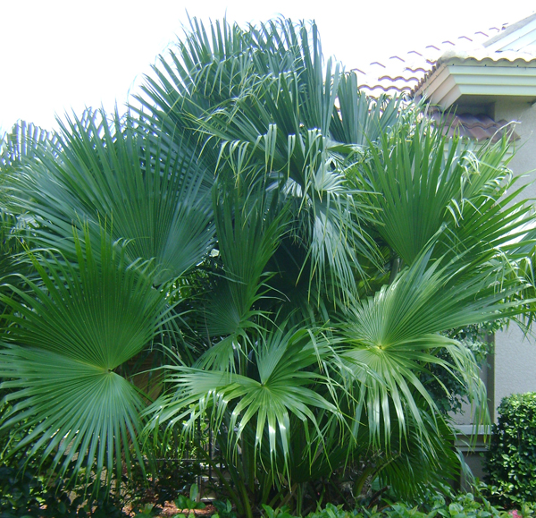 Chinese Fan Palm