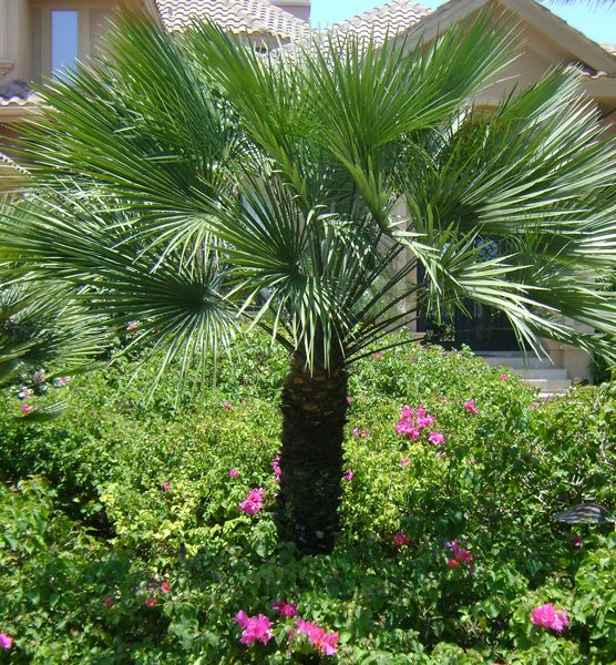 European Fan Palm