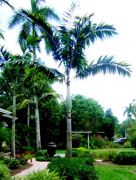 Palms | Weeks Landscaping of Ft. Myers, Inc. | Weeks Landscaping, Inc
