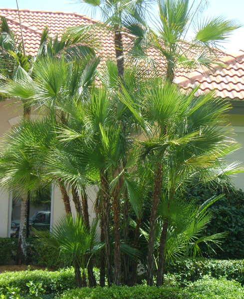 Paurotis Palm