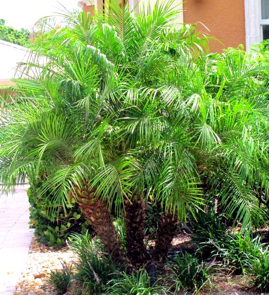 Pygmy Date Palm