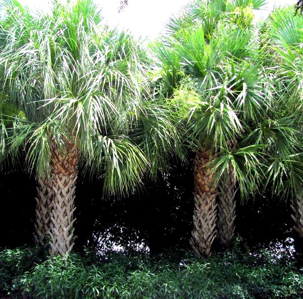 Sabal Palm