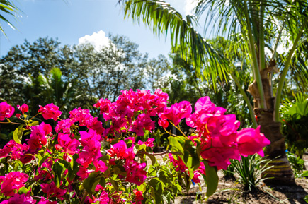 Flower Bed