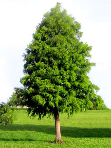 Bald Cypress Tree