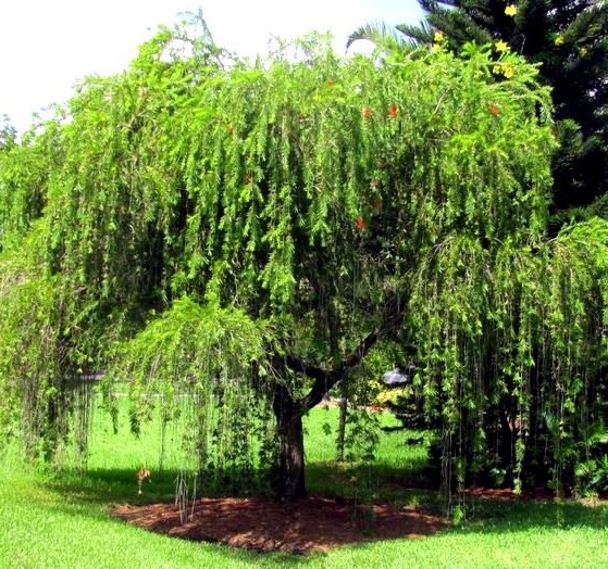 Bottlebrush Tree