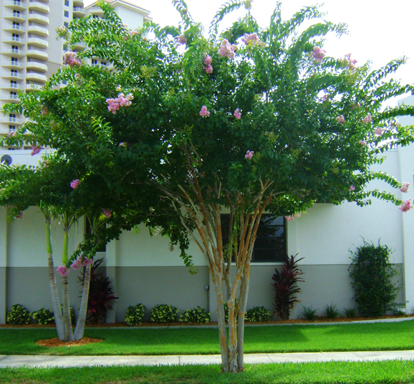 Crape Myrtle Tree