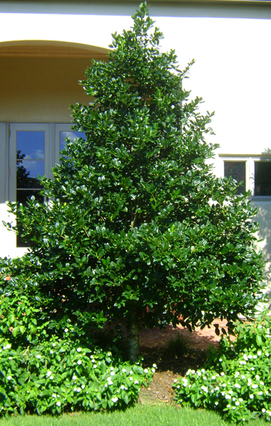 Holly Tree