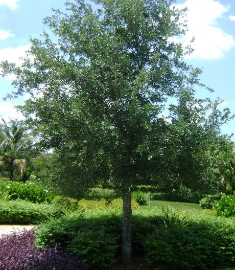 Live Oak Tree