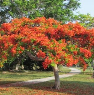 Royal Poinciana Tree