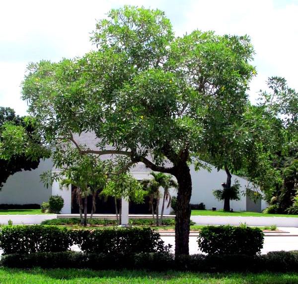 Tabebuia Tree